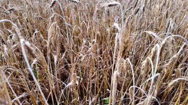 Çavdar (Secale) hasat günlerinden önce tarım alanında yetişiyor