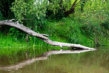 Nehir manzarasındaki bir ağaç Polonya 'daki Wieprz nehrinde kayak yaparken hayran kaldı.