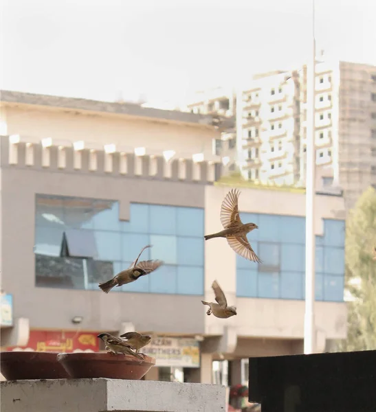 Воробьи Сидят Вокруг Летают Кормушек Птиц Помещенных Стены Городском Месте — стоковое фото