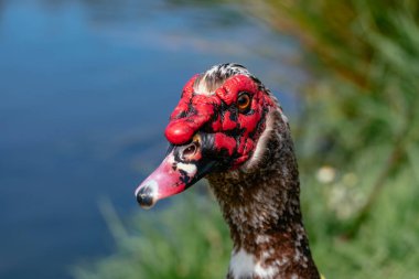 Yumuşak bir arkaplan üzerinde Muscovy Duck - yüzü topak topak kırmızı cilt ve lekeli işaretler - Saha Derinliği sığ - Porto, Portekiz