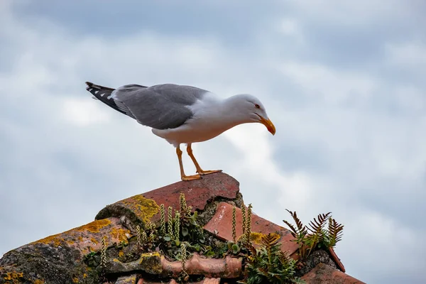 Close Gaivota Porto Fundo Macio Profundidade Campo Raso — Fotografia de Stock