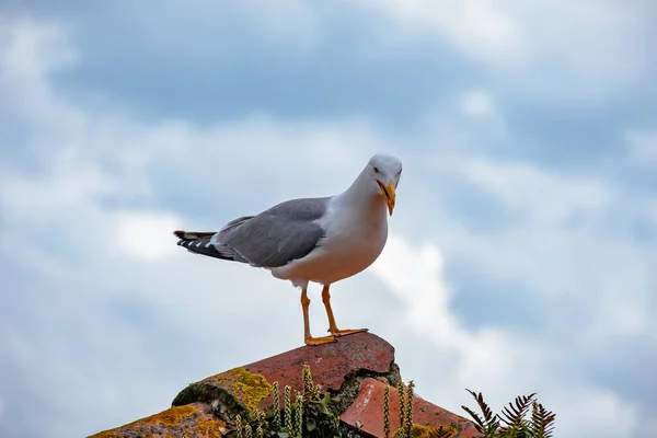 Detailní Záběr Racka Portu Měkké Pozadí Mělká Hloubka Pole — Stock fotografie