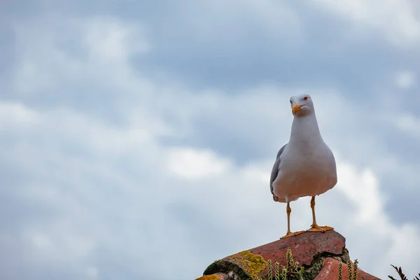 Gros Plan Mouette Porto Fond Doux Profondeur Champ Peu Profonde — Photo