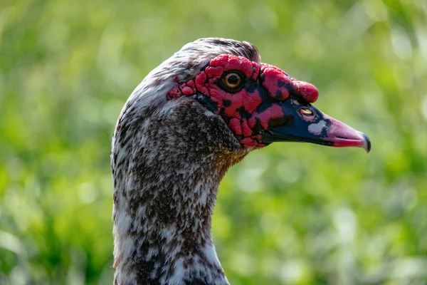 Muscovy Duck Miękkim Tle Twarz Pokryta Grudkowatą Czerwoną Skórą Plamki — Zdjęcie stockowe