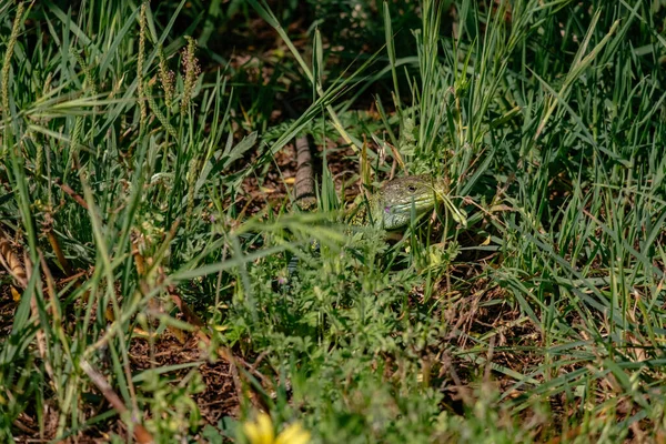 Green Lizzard Peaking Grass Field Porto Portugalsko — Stock fotografie