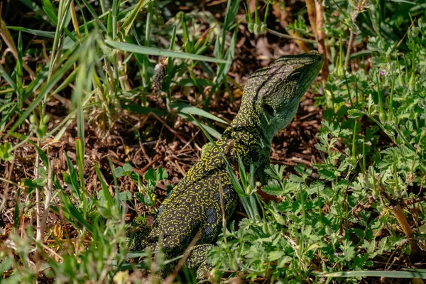 Green Lizzard Peaking Grass Field Porto Portugal — Stock Photo, Image