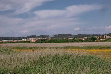 Uzun Yeşil ve Altın Sebzeli Park Panorama Manzarası - Esmoriz, Portekiz