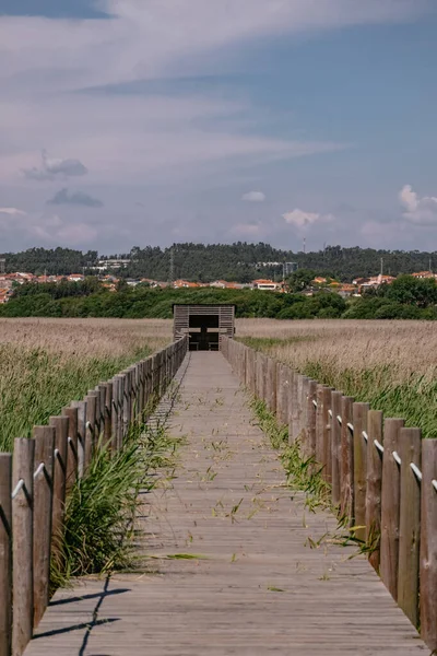 Wooden Pathway Park Tall Green Golden Vegetation Esmoriz Πορτογαλία — Φωτογραφία Αρχείου