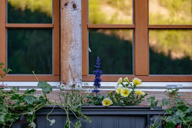 Alp Çiçekleri Bir Balkonda İsviçre Alpleri Zermatt, İsviçre