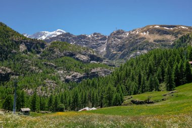 İsviçre Alpleri 'nin Ormanı ve Çayırı ile Panorama Manzarası - Furi, Zermatt, İsviçre