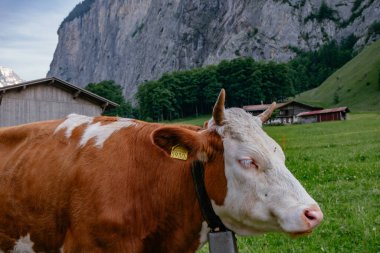 Lauterbrunnen Vadisindeki Arkadaş Canlısı Kahverengi İnekler Şelaleler - Küçük Köy - Yazın Jungfrau Bölgesi - İsviçre Alpleri, İsviçre