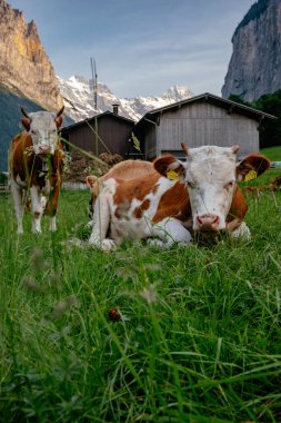 Lauterbrunnen Vadisindeki Arkadaş Canlısı Kahverengi İnekler Şelaleler - Küçük Köy - Yazın Jungfrau Bölgesi - İsviçre Alpleri, İsviçre