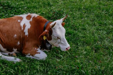 Lauterbrunnen Vadisindeki Arkadaş Canlısı Kahverengi İnekler Şelaleler - Küçük Köy - Yazın Jungfrau Bölgesi - İsviçre Alpleri, İsviçre