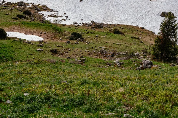 Schynige Platte Бернский Залив Швейцария Грасс Роки Снег Швейцарские Альпы — стоковое фото