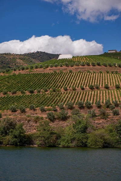 Widok Łodzi Wycieczkowej Dolinie Rzeki Douro Port Region Wina Tarasami — Zdjęcie stockowe