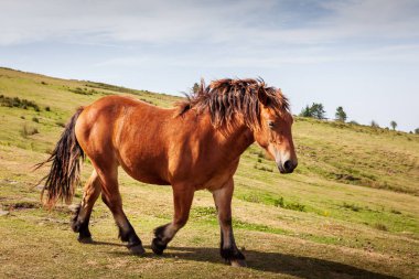 Urkiola Doğal Parkı, İspanya 'nın Bask Bölgesi' nin kuzeyinde Biscay 'ın güneydoğu köşesinde yer alan bir koruma alanıdır..