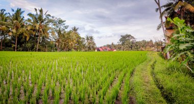Pirinç alan Ubud yakınındaki