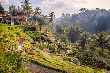 Muhteşem pirinç alan Ubud yakınındaki