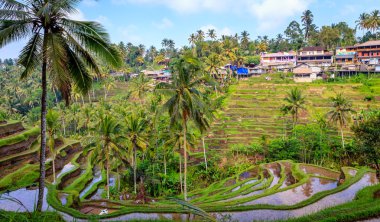 Muhteşem pirinç alan Ubud yakınındaki