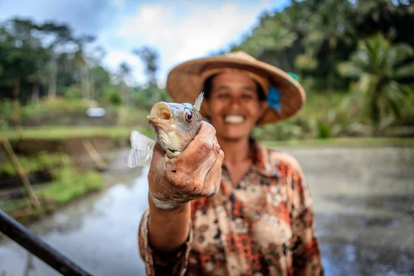 Contadino balinese che lavora in una risaia — Foto Stock