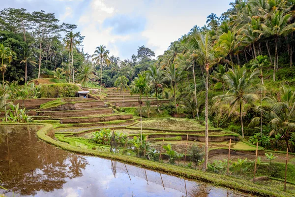 Τομέα του ρυζιού, κοντά στην Ubud — Φωτογραφία Αρχείου