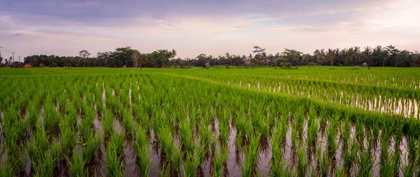 Campo di riso vicino a Ubud — Foto Stock
