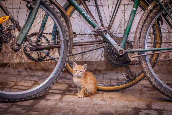 Marrakesh rooftop with blue skyLittle cat under bicyle wheels — Stock Photo, Image