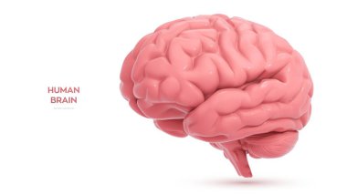 Beyin. Beyaz arka planda izole edilmiş gerçekçi insan beyni. Tıp, bilim, nöroloji, anatomi, eğitim konsepti nörobilim, düşünme, zeka ve bilişle ilgili. Vektör illüstrasyonu