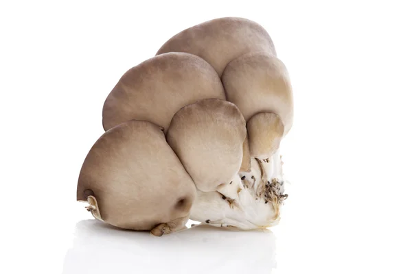 Funghi ostrica freschi . — Foto Stock