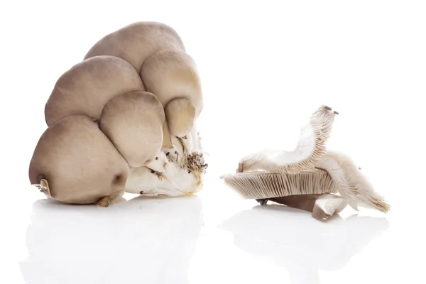 Fresh oyster mushrooms. — Stock Photo, Image