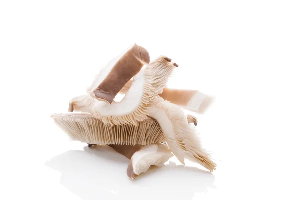 Fresh oyster mushrooms. — Stock Photo, Image