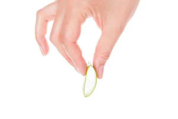 Cactus de aloe vera de mano femenina . — Foto de Stock