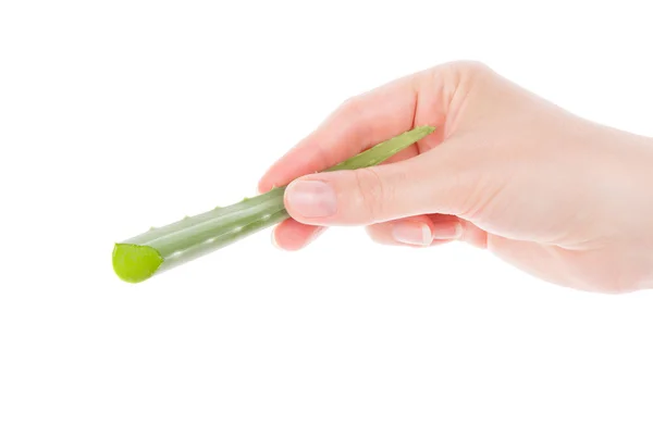 Cactus de aloe vera de mano femenina . — Foto de Stock