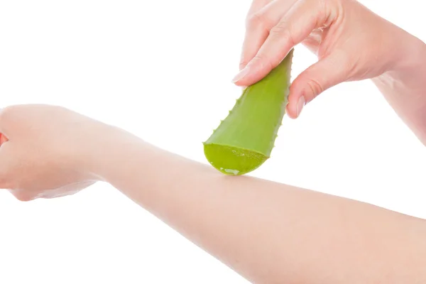 Female hand holding aloe vera cactus. — Stock Photo, Image