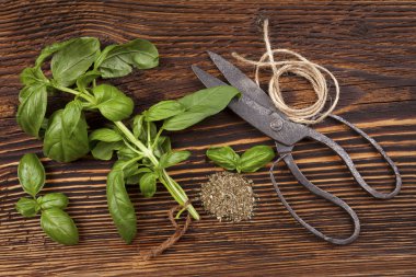 Fesleğen, aromatik mutfak otlar.