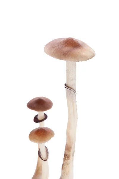 Psychedelic Magic mushrooms. — Stock Photo, Image