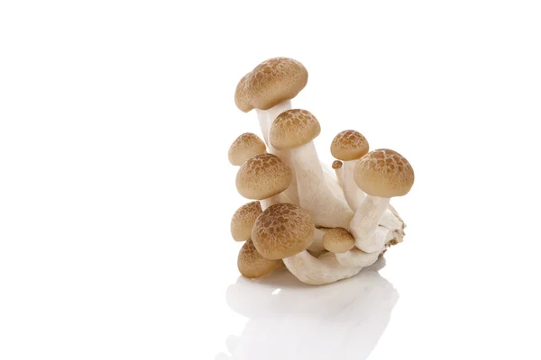 Culinaire shimeji champignon. — Stockfoto