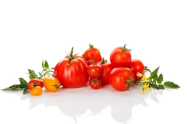 Diverses tomates sur fond blanc . — Photo