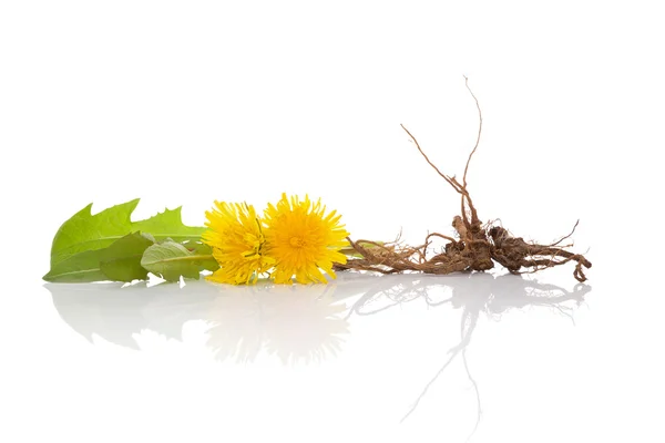 Dandelion background, herbal remedy. — Stock Photo, Image