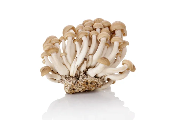 Culinaire shimeji champignon. — Stockfoto