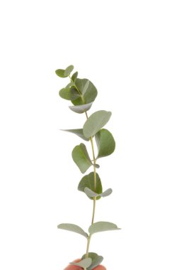 Beyaz arkaplanda taze okaliptüs yaprakları izole.