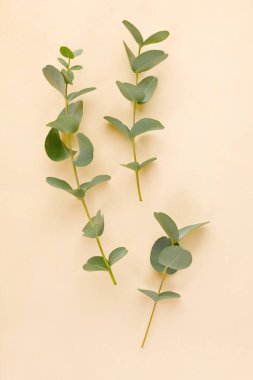 Taze okaliptüs yaprakları bej arka planda düzdür.