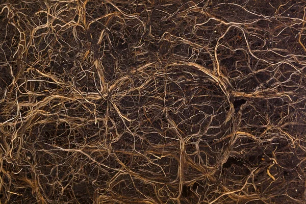 土壤横断面上的根部收缩 园艺背景 — 图库照片