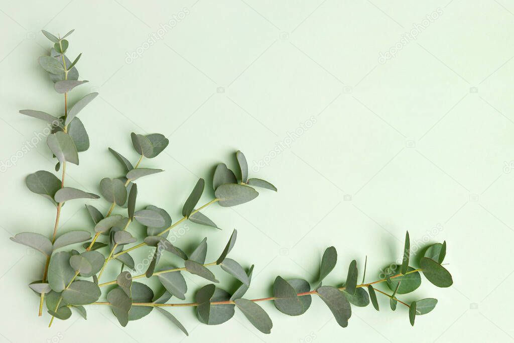 Fresh eucalyptus leaves on green background with copy space. Decoration and medical herb.