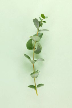 Yeşil arka planda taze okaliptüs yaprakları. Şifalı bitkiler, aromaterapi..