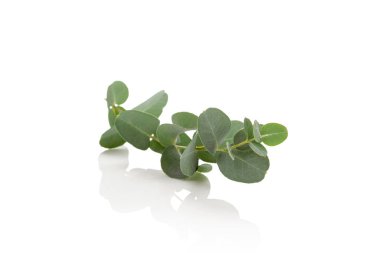 Beyaz arkaplanda taze okaliptüs yaprakları izole.