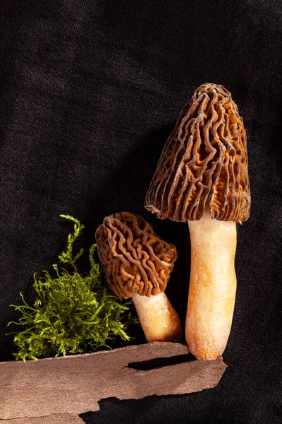 Fresh Mushroom Verpa Bohemica Edible Delicious Fungus Early Morel Wrinkled — Stock Photo, Image