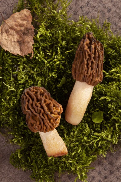 Detalle Verpa Bohemica Champiñón Comestible Delicioso Conocido Como Morel Temprano —  Fotos de Stock