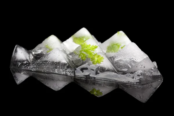 Parsley frozen in ice. — Stock Photo, Image