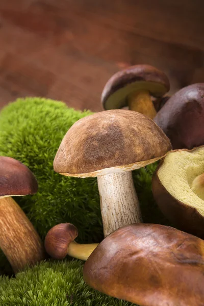Čerstvé houby na dřevěném pozadí. — Stock fotografie